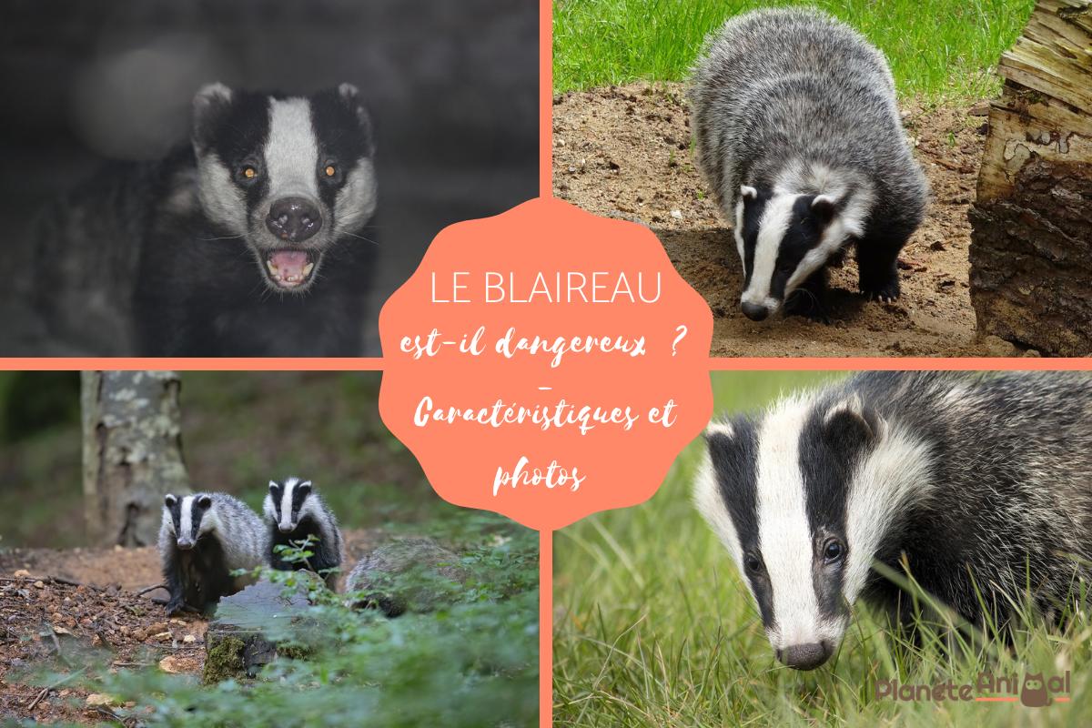 Le blaireau est-il dangereux ?