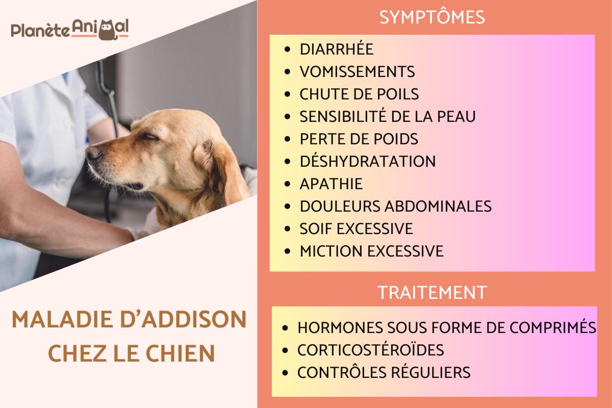 Maladie d'Addison chez le chien - Causes, symptômes, traitement