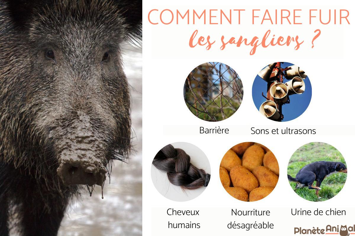 Comment éloigner les sangliers ?