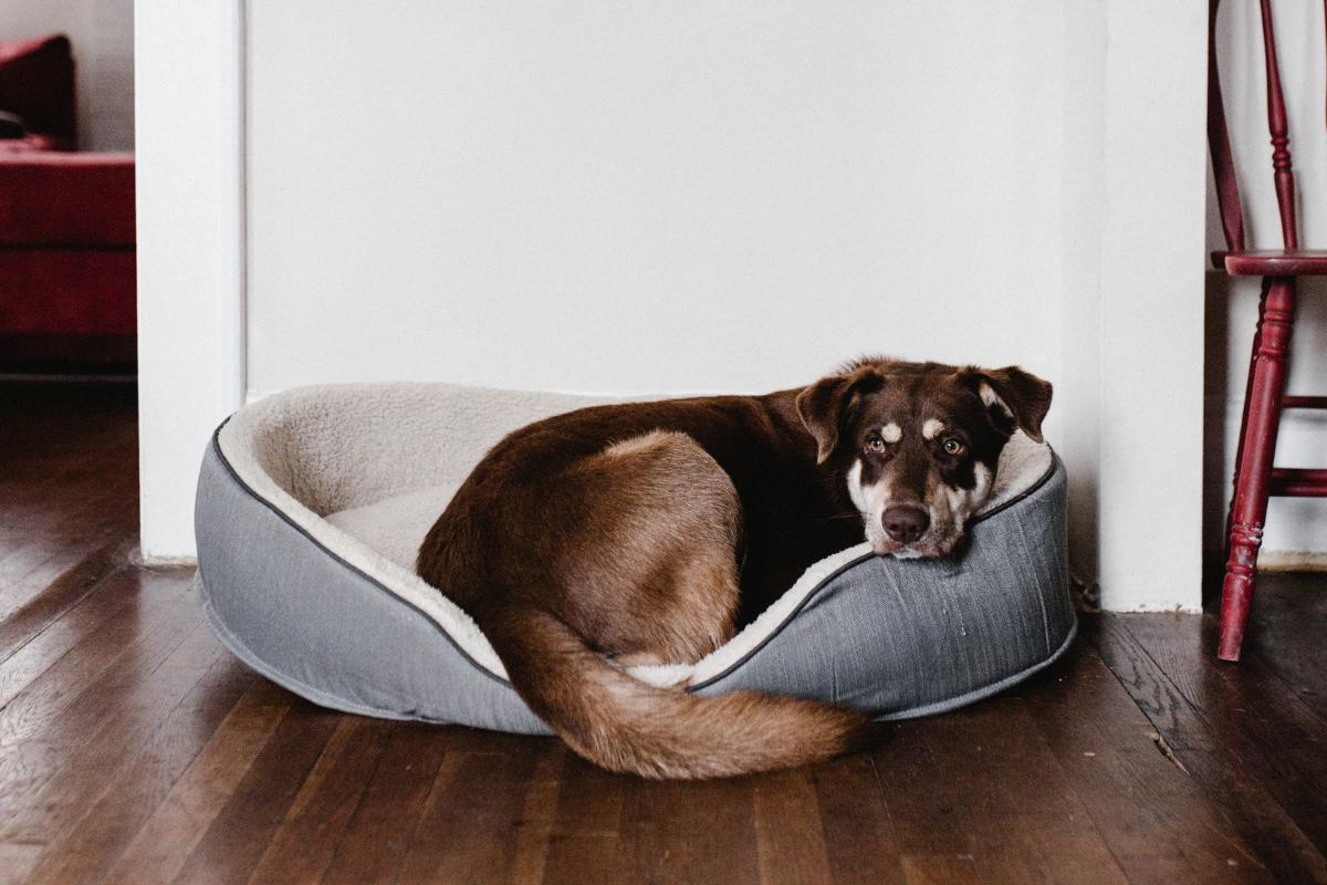 Mon chien m'évite - Causes et solutions