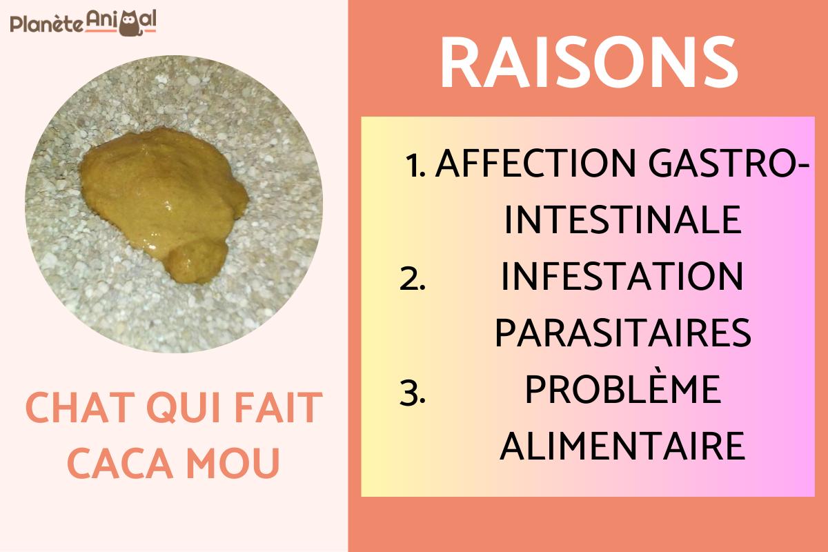 TYPES De SELLES Chez Les CHATS Et Leur SIGNIFICATION AVEC PHOTOS