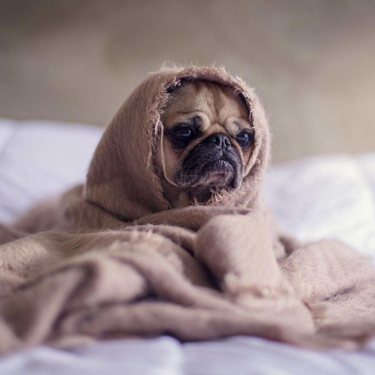 La grippe chez les chiens - symptômes et traitement
