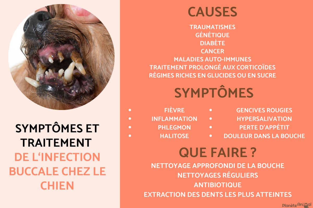 Infection buccale chez le chien - Types et symptômes