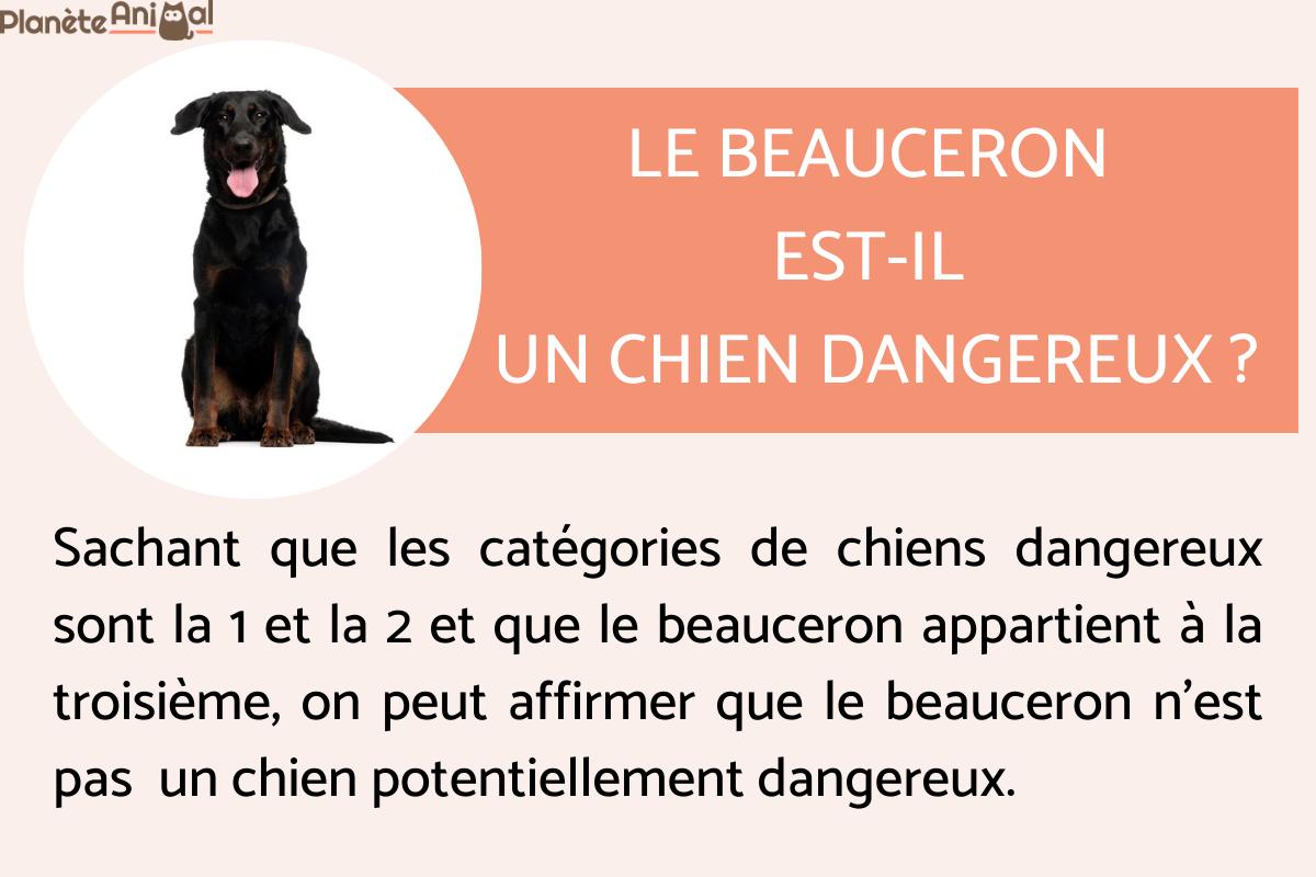 Le Beauceron est-il un chien dangereux ?