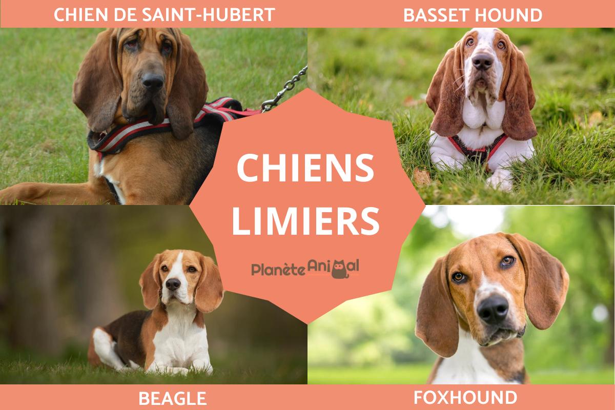 Chiens limiers