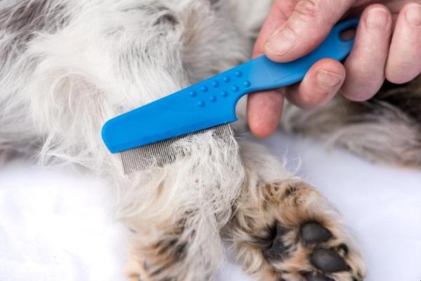 Durée de vie des poux et des lentes - La transmission des poux des chats et chiens vers les humains est-elle possible ?