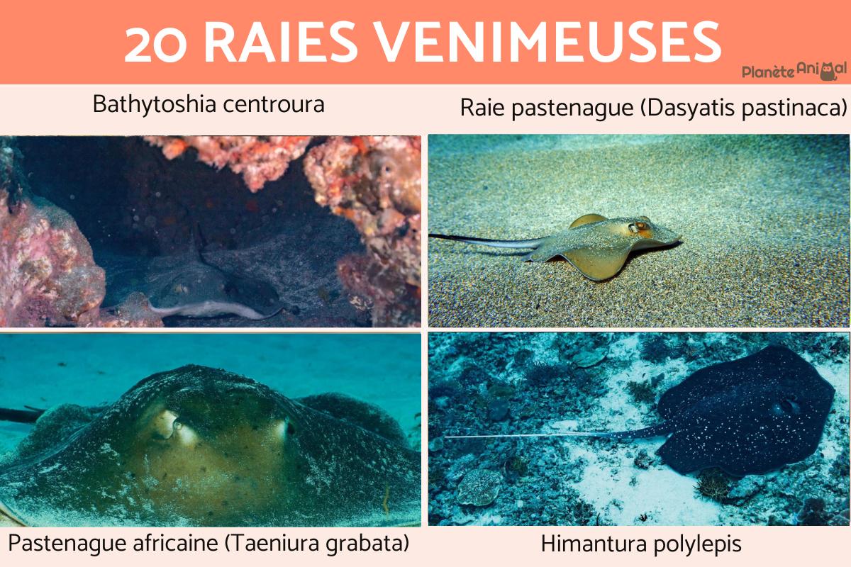 Raies venimeuses
