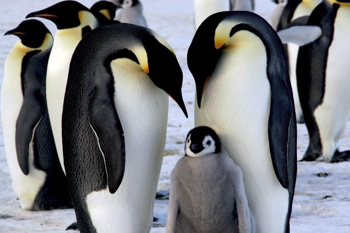 La reproduction sexuée chez les animaux - Définition et exemples
