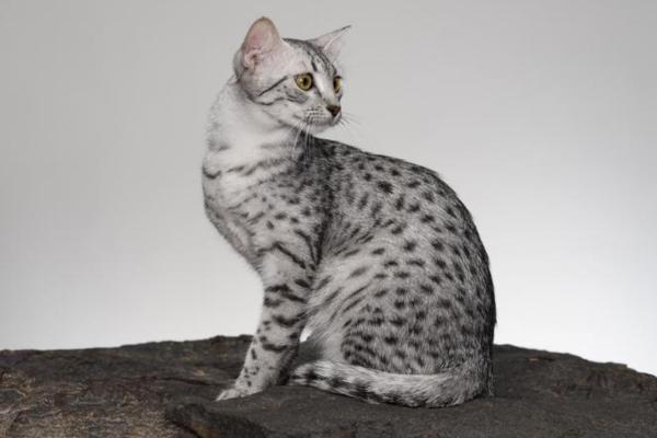 Les 10 plus beaux chats du monde - Mau égyptien