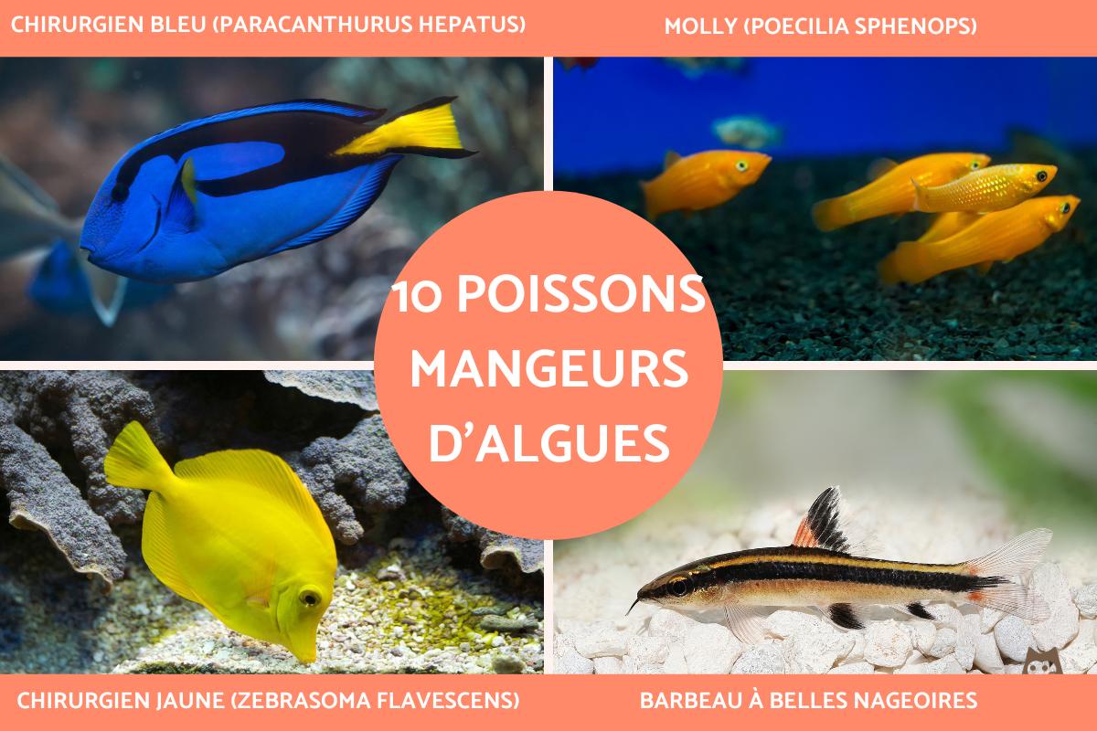 Poissons mangeurs d'algues