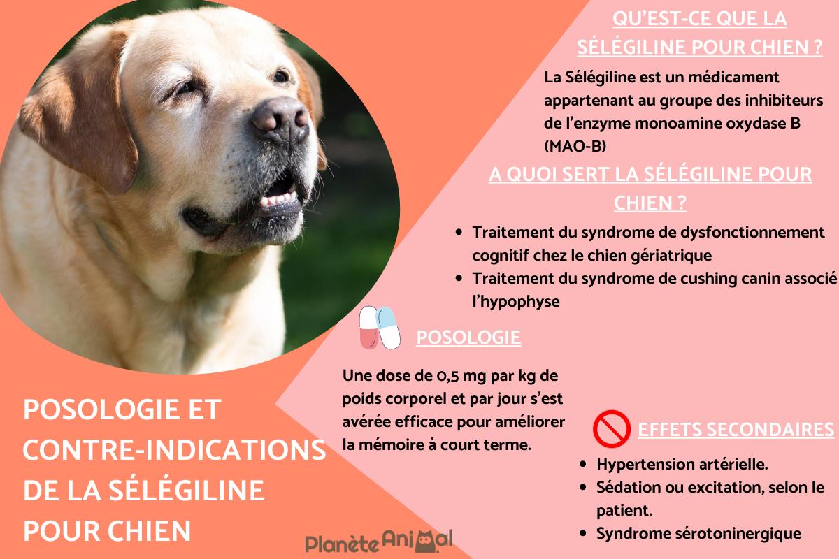 Sélégiline pour chien - Posologie, usages et effets secondaires