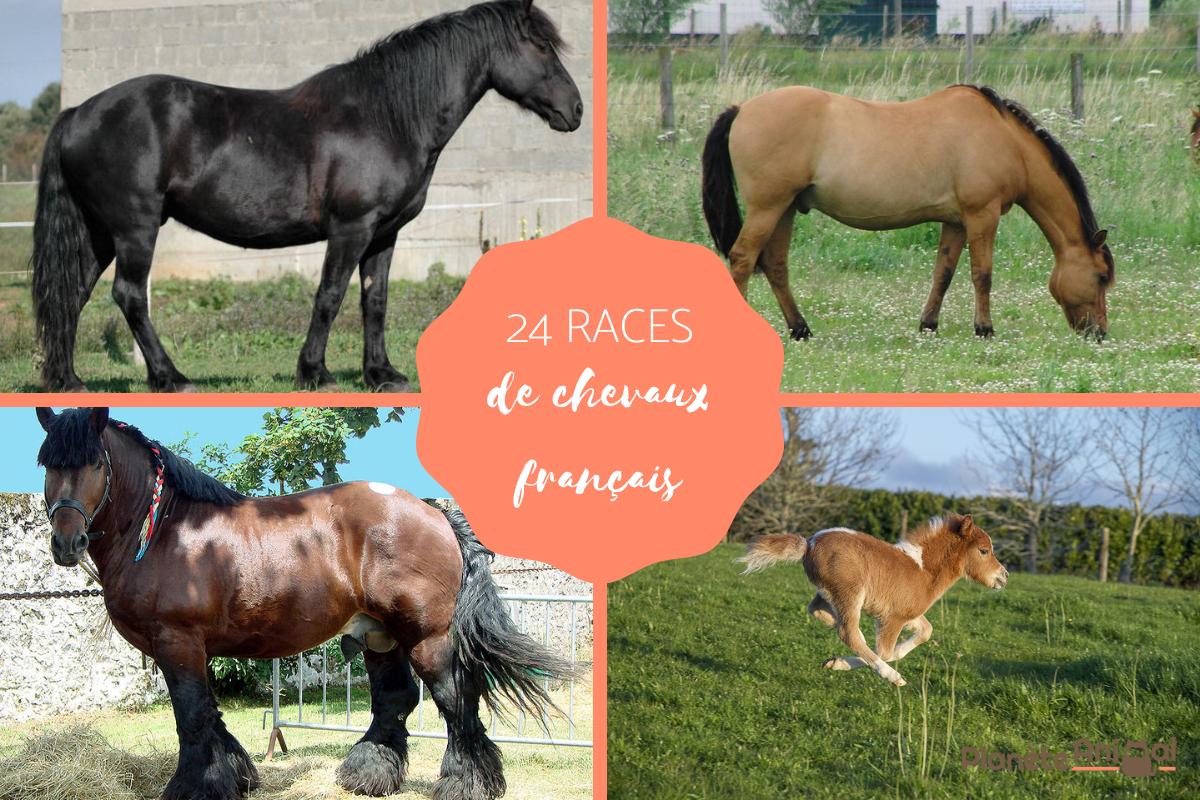 24 races de chevaux français - Liste et photos