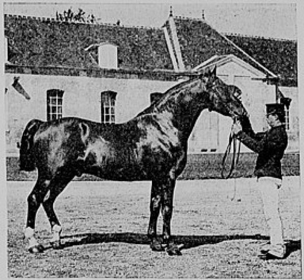 24 races de chevaux français - Liste et photos - Anglo-Normand