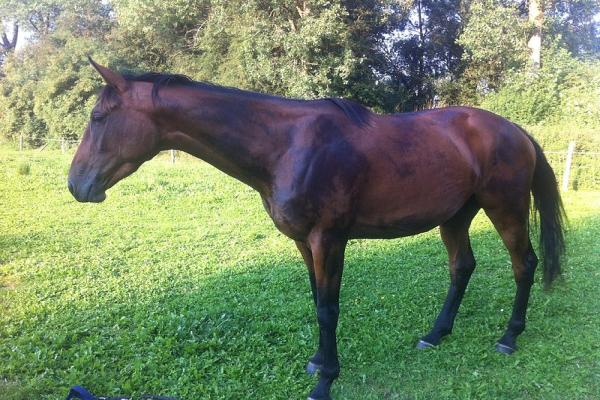 24 races de chevaux français - Liste et photos - Autre que pur sang (AQPS)
