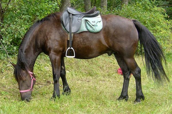 24 races de chevaux français - Liste et photos - Cheval d'Auvergne