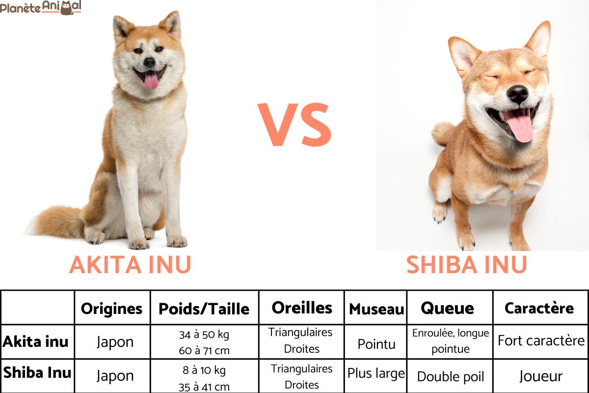 Shiba Inu ou Akita Inu - Différences et caractéristiques