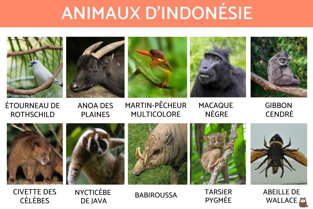 Animaux d'Indonésie