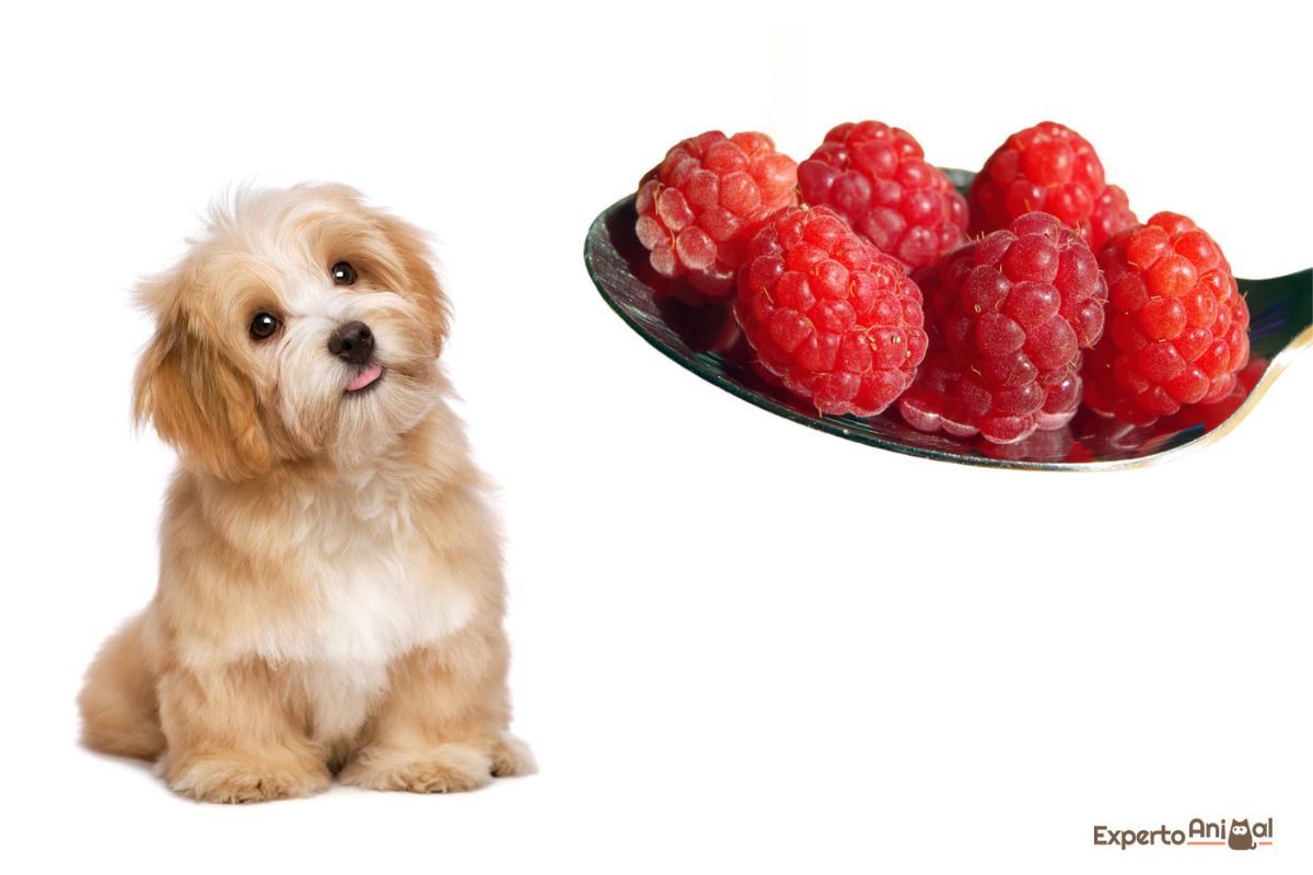 Mon chien peut-il manger de la framboise ?