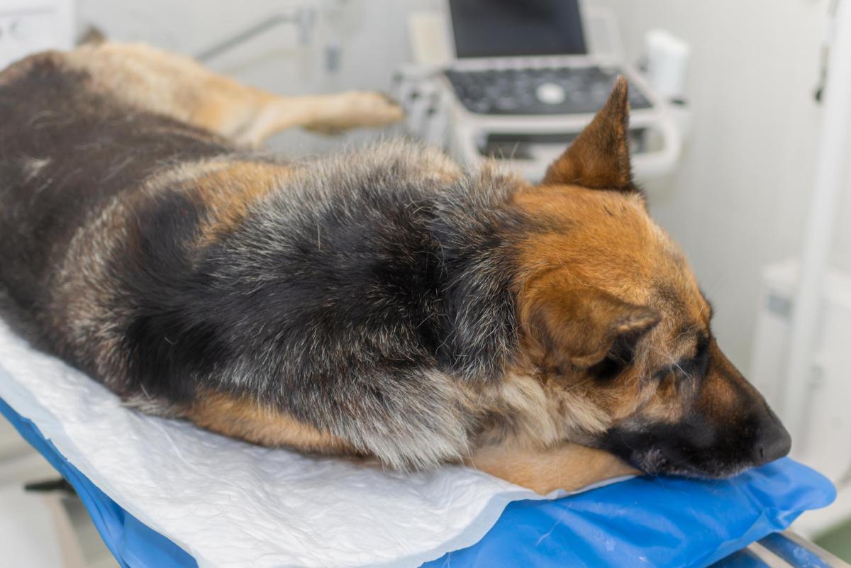 Insulinome chez le chien - Symptômes, causes et traitement
