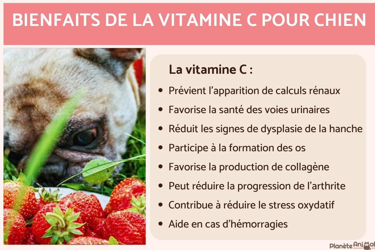 Vitamine C pour chien - Dosage et utilisation