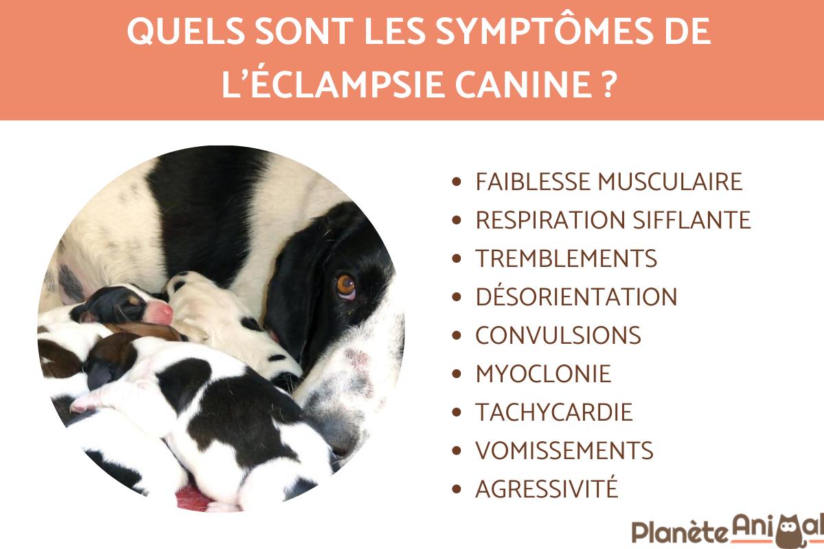 Éclampsie chez la chienne - Causes et traitement