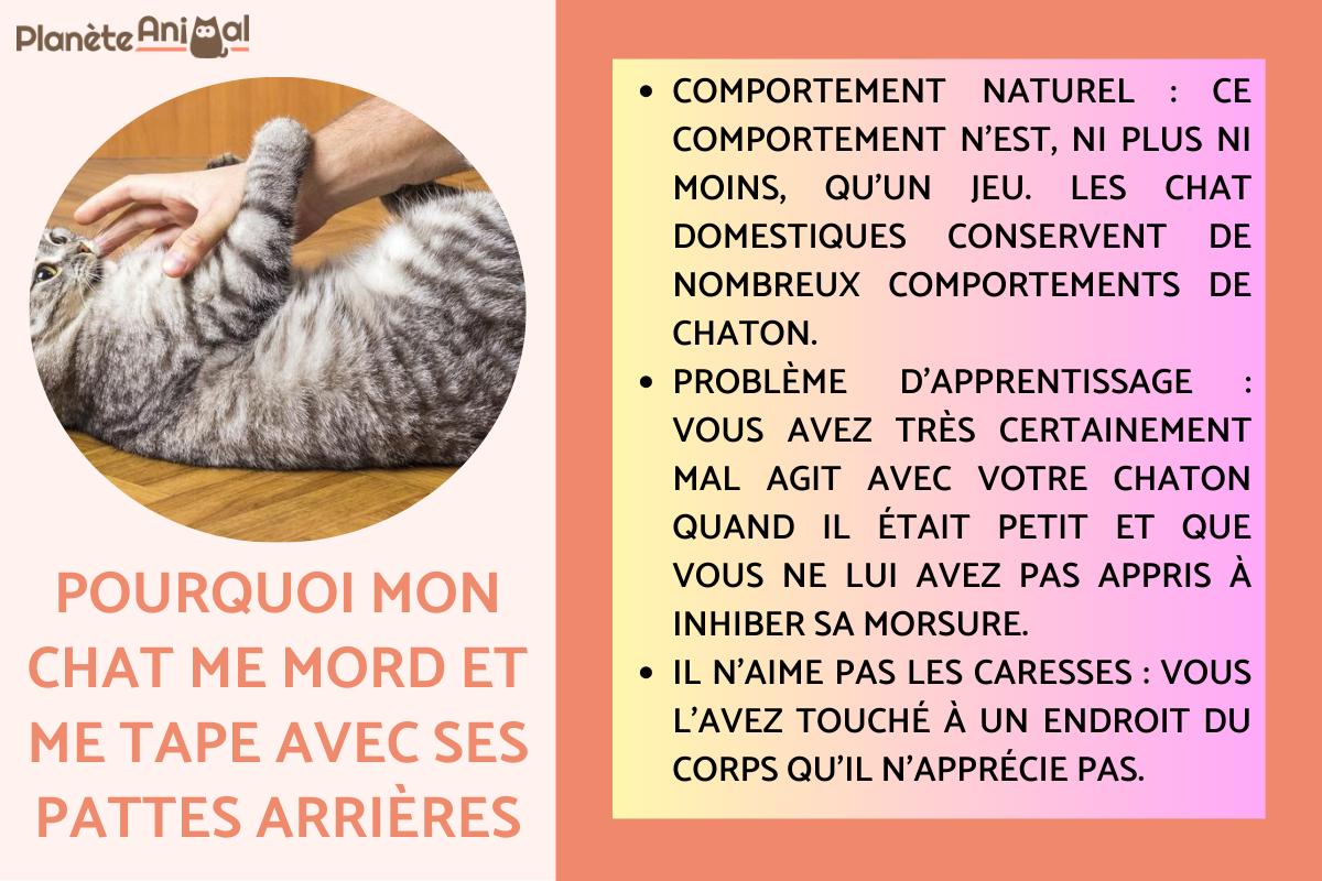 Pourquoi mon chat me mord et me tape avec ses pattes arrières