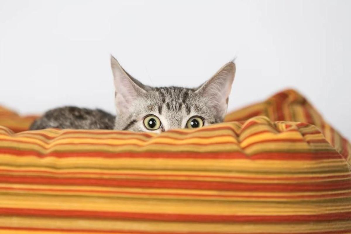 COMMENT APPRIVOISER UN CHAT PEUREUX ? - Tous les conseils