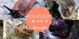 Les mollusques de mer et terrestre - Caractéristiques et exemples