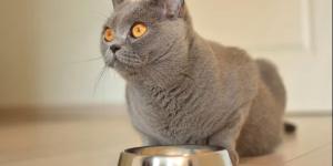 Croquettes bio pour chat stérilisé : comment bien nourrir son félin au quotidien ?