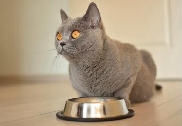Croquettes bio pour chat stérilisé : comment bien nourrir son félin au quotidien ?