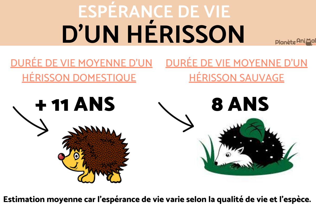Durée de vie d'un hérisson
