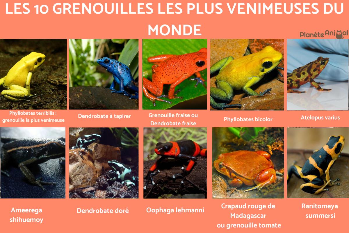 10 grenouilles venimeuses - noms et photos