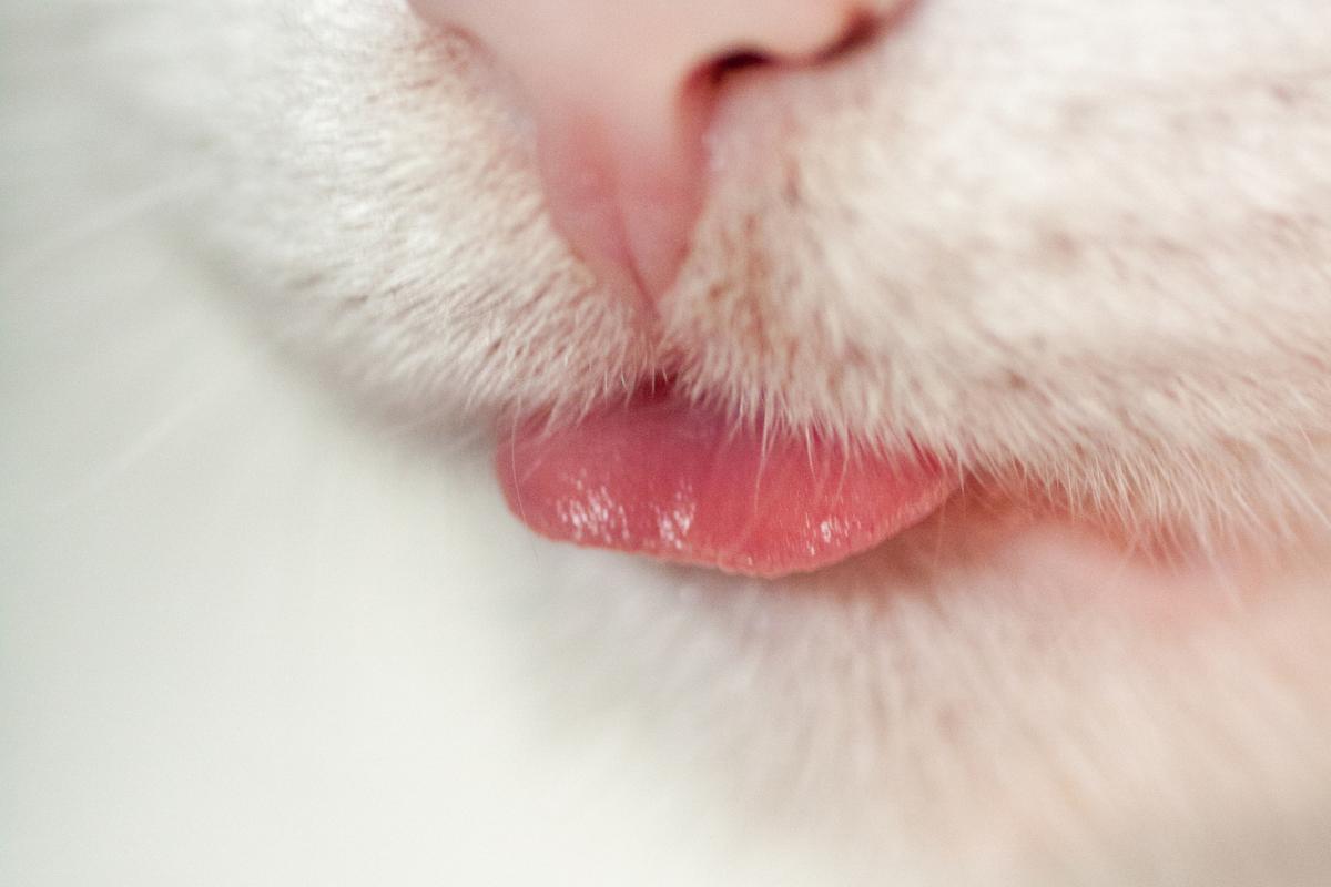 Mon CHAT TIRE la LANGUE Causes et solutions