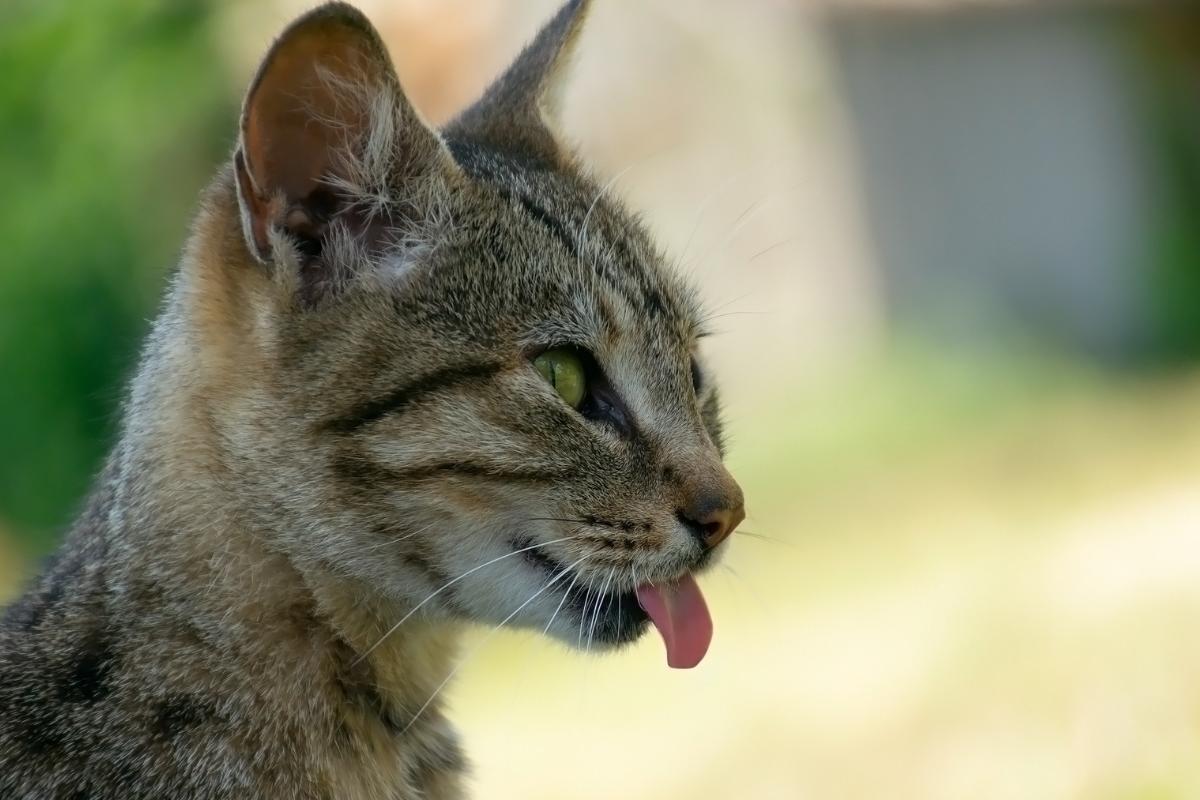Mon CHAT TIRE la LANGUE Causes et solutions