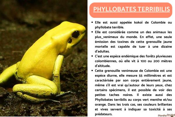 10 grenouilles venimeuses - noms et photos - Phyllobates terribilis - la grenouille la plus venimeuse
