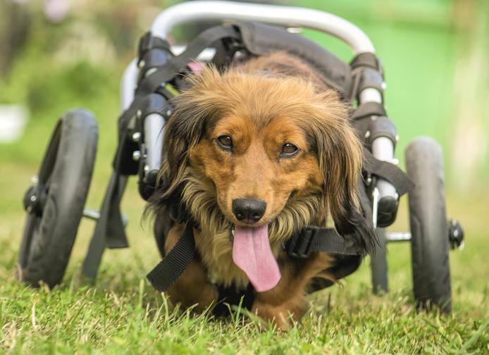 Paralysie soudaine chez le chien Causes et traitement