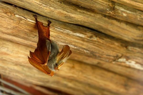 Quels sont les animaux qui hibernent ? - Chauves-souris