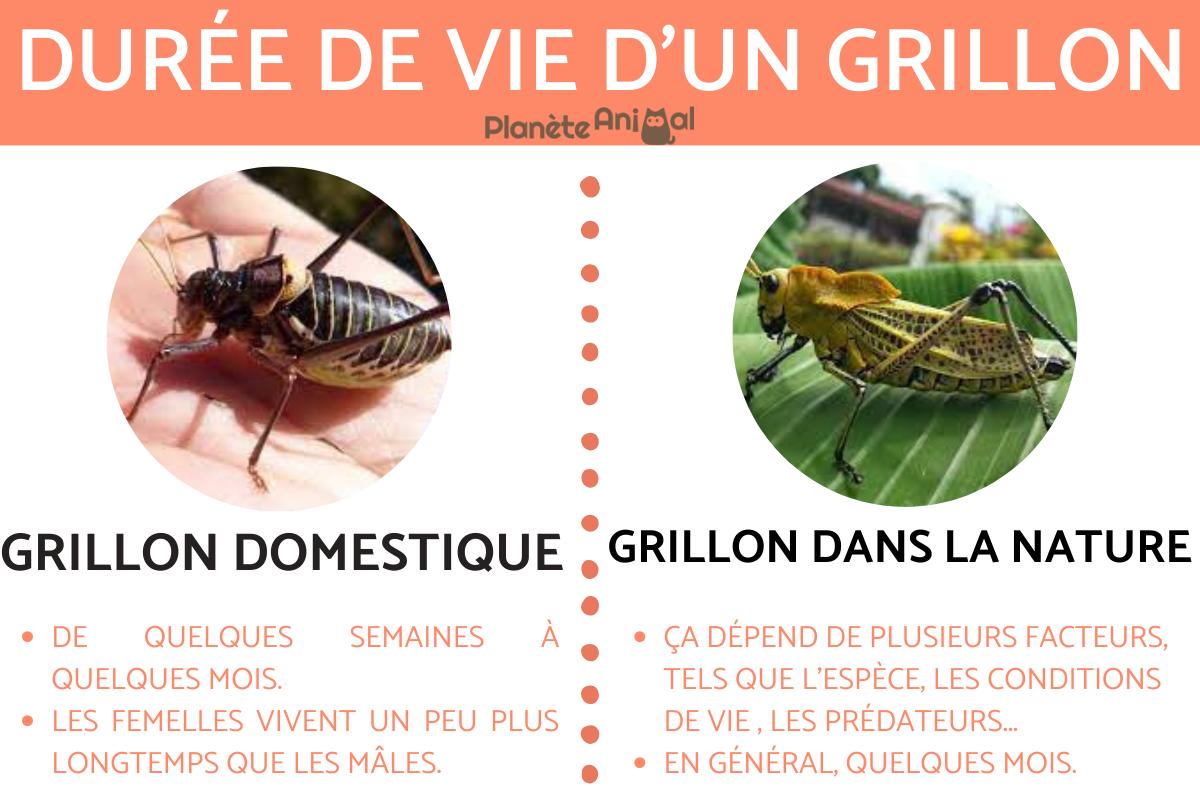 Durée de vie d'un grillon