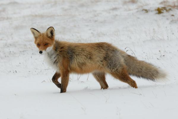 Quels sont les animaux qui hibernent ? - Est-ce que le renard hiberne ? 