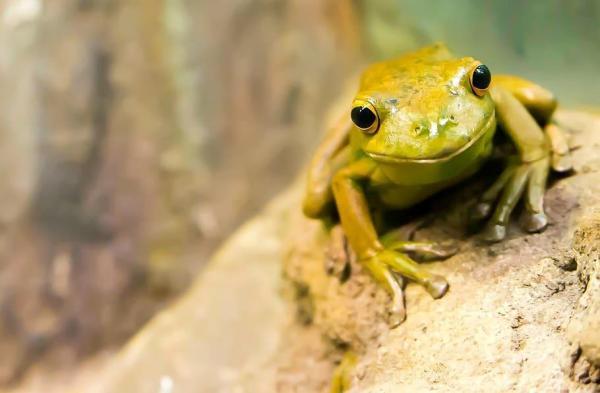 Quels sont les animaux qui hibernent ? - Grenouilles 