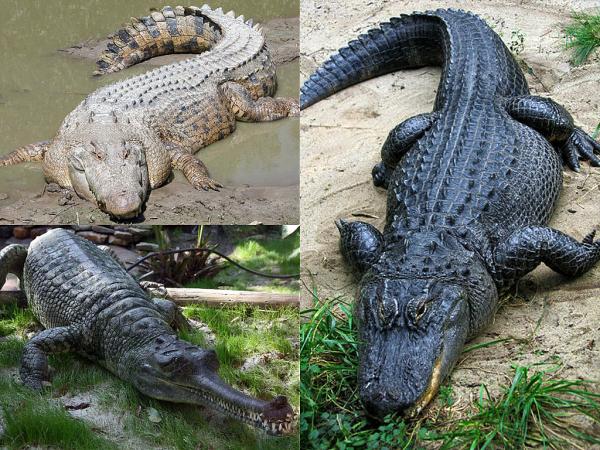 Quels sont les animaux qui hibernent ? - Hiberner en été ? 