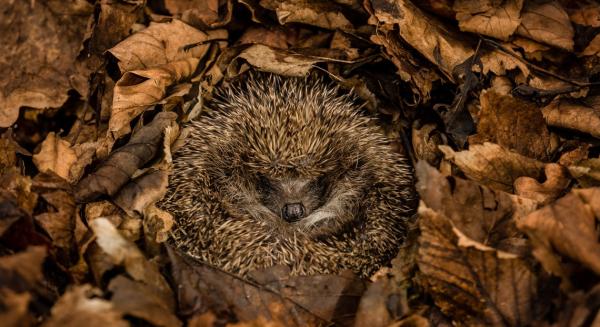 Quels sont les animaux qui hibernent ? - Les hérissons hibernent-ils ?