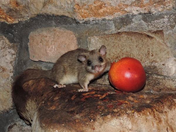 Quels sont les animaux qui hibernent ? - Loirs