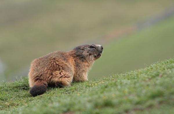 Quels sont les animaux qui hibernent ? - Marmottes