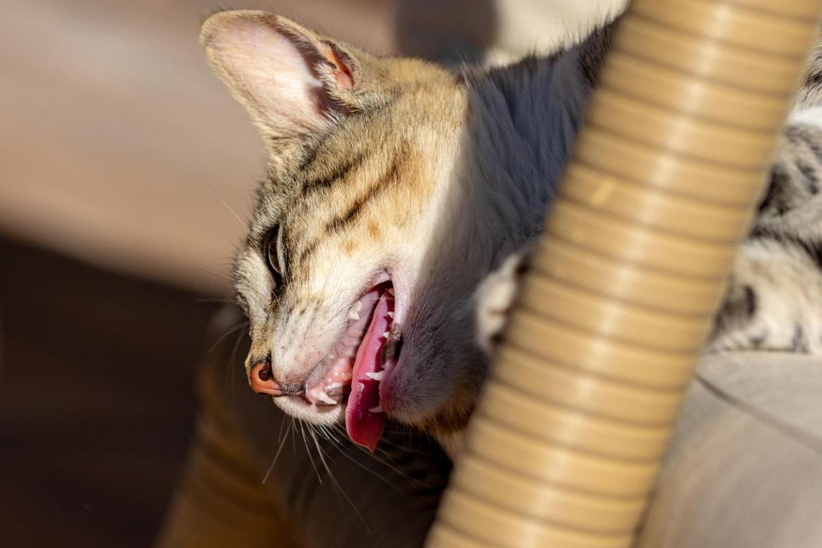 Mon chat respire fort - Causes et quoi faire