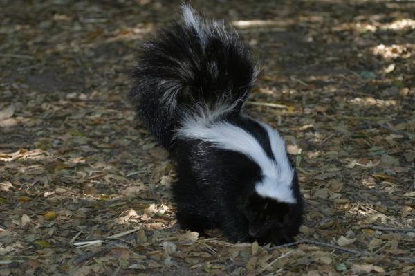 Quels sont les animaux qui hibernent ? - Moufettes