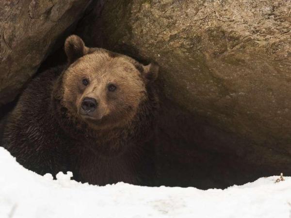 Quels sont les animaux qui hibernent ? - Ours