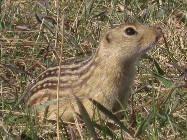 Quels sont les animaux qui hibernent ? - Spermophiles