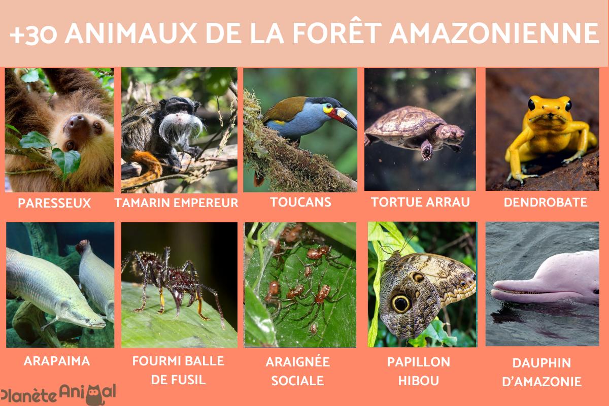 Animaux de la forêt amazonienne - Liste avec noms et photos