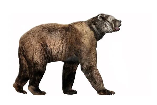 Animaux de l'Âge de glace - Arctodus (Arctodus simus)